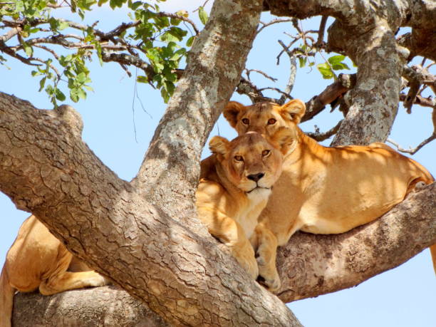 Tree Climbing Lions At Lake Manyara